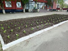 В Самойловке высадили цветы