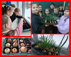 «Орлята учатся заботиться о природе