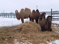 Фермер воплощает в жизнь необычный проект