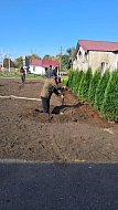 В Полтавке в центре села высадили хвойные 
