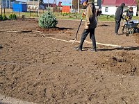 В Полтавке в центре села высадили хвойные 