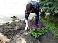 В Самойловке высадили цветы